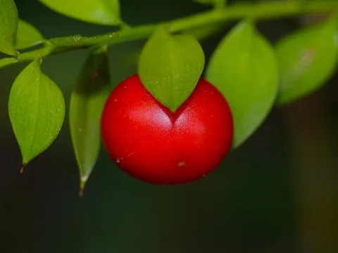 Red berry and leaves of the butcher's broom plant, Ruscus aculeatus